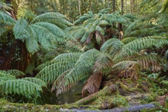 Nature landscape of the forest in the Great Otway National Park in spring, Australia, Oceania