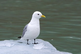 Black-legged kittiwake (Rissa tridactyla) adult in breeding plumage resting on ice floe in the