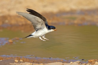 House Martin, Town Swallow, common house martin (Delichon urbica), Lesbos, Lesbos Island, Greece,