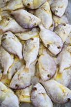 Red Sea Fish, Fish Market in Hurghada, Egypt, Africa