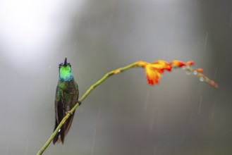 Fire-throated Hummingbird (Panterpe insignis), Hummingbird (Trochilidae), Swiftbirds (Apodiformes),