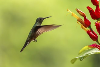 Green-fronted Brilliant Hummingbird (Heliodoxa jacula), Hummingbird (Trochilidae), Swiftbirds