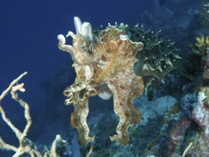 Broad-armed sepia (Sepia latimanus) swimming near a coral reef in blue water, dive site Close