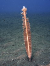 A single sea pen (Virgularia) rises from the sandy seabed, dive site Puri Jati, Umeanyar, Bali,