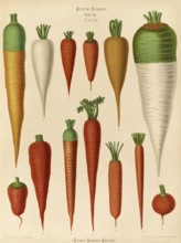 Vegetables, carrots, after Ernst Samuel Benary (10 November 1819, 19 February 1893), Hessian