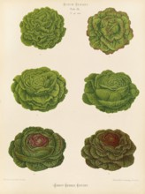 Vegetables, various salads, after Ernst Samuel Benary (10 November 1819, 19 February 1893), Hessian