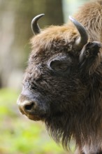 Profile of a bison, visible in the forest with bushes in the background, bison (Bos bonasus),