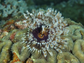 Tube worm (Sabellastarte) with colourful, spreading patterns Feathered animal in coral under water,