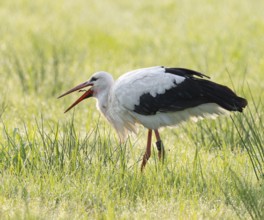 White stork (Ciconia ciconia) foraging in a meadow with an earthworm, Lower Saxony, Germany, Europe