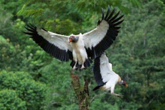 Flying King vulture (Sarcoramphus papa), Costa Rica, Central America