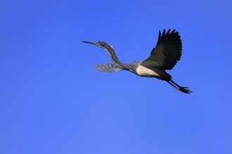 Tricoloured Heron (Egretta tricolor), adult, flying, St. Augustine, Florida, USA, North America