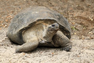 Galapagos giant tortoise (Chelonoidis niger), adult, foraging, captive, Galapagos Islands, Ecuador,