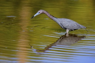 Great Blue Heron (Egretta caerulea), adult, in water, alert, foraging, Merritt Island, Black Point