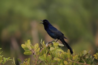 Boat-tailed grackle (Quiscalus major), adult, male, calling, singing, Waiting, Merritt Island,