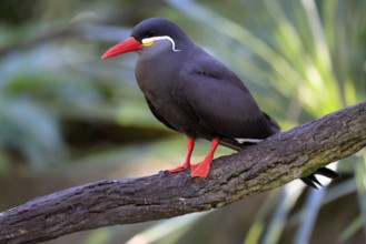 Inca Tern (Larosterna inca), adult, on tree, on wait, South America