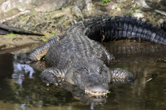 Mississippi Alligator (Alligator mississippiensis), pike alligator, adult, lying, friendly,