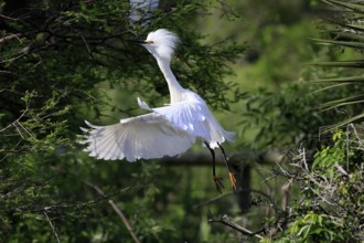 Great Egret (Egretta thula), adult, flying, St. Augustine, Florida, North America, USA, North