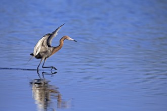 Reddish Egret (Egretta rufescens), adult, in water, foraging, hunting, alert, Merritt Island, Black