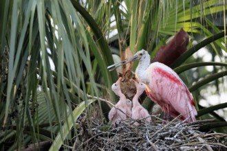 Roseate spoonbill (Platalea ajaja), adult, three juveniles, three chicks, on nest, at breeding