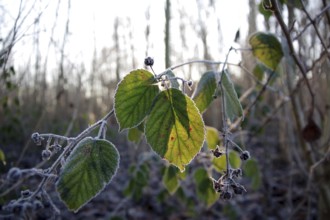 Blackberry (Rubus), Leaf, Winter, Frost, The leaves of a blackberry are covered with ice and are