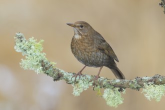 Blackbird (Turdus merula), female, sitting on a lichen-covered branch, wildlife, winter, animals,