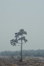 View of a solitary spruce in the moor with frozen hoarfrost, landscape photo, nature photo, flora,