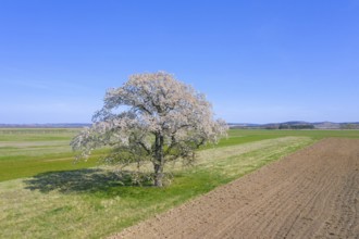 Wild cherry, sweet cherry, gean (Prunus avium, Cerasus avium) solitary fruit tree flowering in