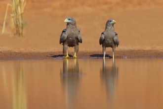 Black Kite, (Milvus aegyptius), Morgan Kunda lodge / road to Kat, Jajari, North Bank, Gambia,