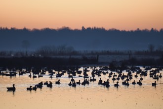 White-fronted goose (Anser albifrons), geese at roost, shortly in front of departure, in front of