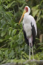 African yellow-billed stork (Mycteria ibis), captive, occurrence in Africa