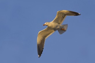 Herring gull, (Larus fuscus), aerial photograph, Heligoland, Schleswig-Holstein, Federal Republic