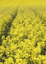 A rape field in bloom, Bavaria, Federal Republic of Germany