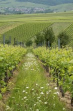 Vineyards in spring, rows of vines, marguerites (Leucanthemum), Southern Palatinate, Palatinate,