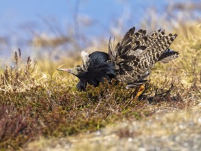 Ruff (Calidris pugnax) male in breeding plumage displaying at lek, Pokka, Finnish Lapland