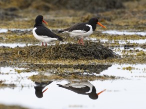 Eurasian oystercatcher (Haematopus ostralegus), adult pair perched on a rock at low tide, May,