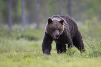 Brown bear (Ursus arctos) in the Finnish taiga, Kuusamo, Finland, Europe