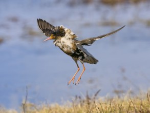 Ruff (Calidris pugnax) male in breeding plumage displaying at lek, jumping up in the air, Pokka,