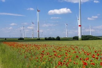 Wind farm, field with flower strips, insect-friendly border of fields with mixed flowers, poppies,