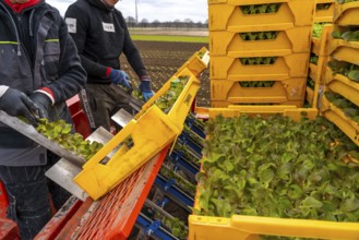 Lettuce plants, in press pots, they are planted in a field with a planting machine, agriculture,