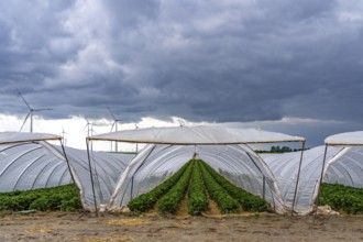 Agriculture, large areas with foil tunnels, for the cultivation of strawberries, wind farm, south