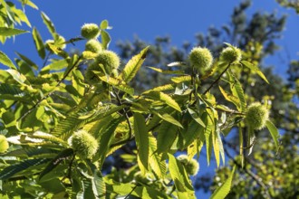 Fruits of the sweet chestnut, in the Haard forest area, in the northern Ruhr region, bordering the