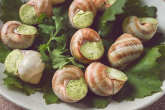 Grape snails, stuffed in burgundy, french cuisine