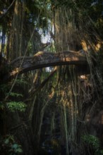 Bridge in the jungle, lianas in the jungle, Sacred monkey forest, Ubud, Bali, Indonesia, Asia