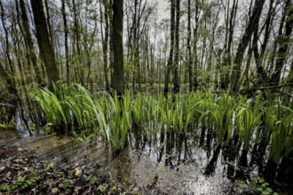 Ochsenmoor nature reserve, flooded, water, flood, climate, climate change, forest, moor, heavy