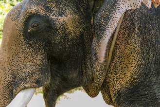 Asian elephant (Elephas maximus), Thai, Thai, Asian, trunk, animal, mammal, animal park, ivory,