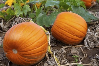 Close-up of pumpkins in a field near Hochdorf-Assenheim in the Rhein-Pfalz district