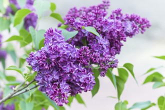 Blooming lilac in the botanical garden in spring