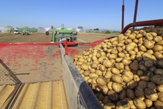 Farmer Hartmut Magin from Mutterstadt harvesting early potatoes in the Palatinate (Mutterstadt,