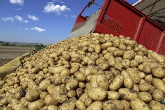 Agriculture potato harvesting with harvester (Mutterstadt, Rhineland-Palatinate)