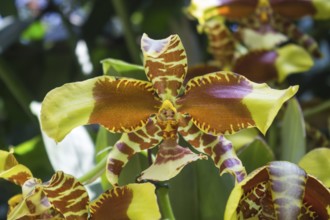 Brown-green orchid flowers in the botanical garden in Singapore